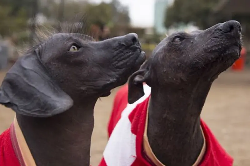 Peruvian Hairless Dog