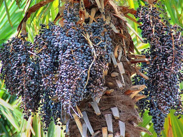 el acai peruano o huasai
