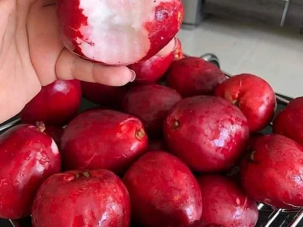 el mamey de la selva