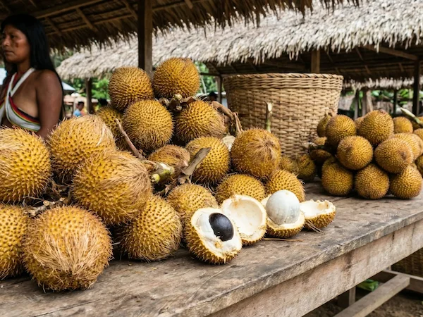 la chambira fruta de la selva peruana