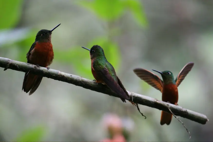 phuyupatamarca fauna