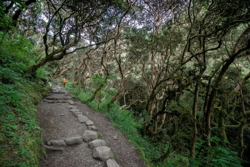 Lush green vegetation on the Inca Trail in October